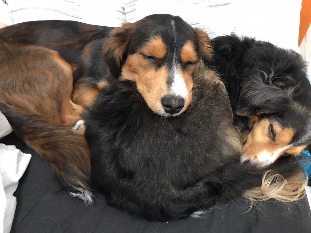 Cachorros - Amor entre Gêmeos