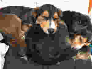 Cachorros - Amor entre Gêmeos