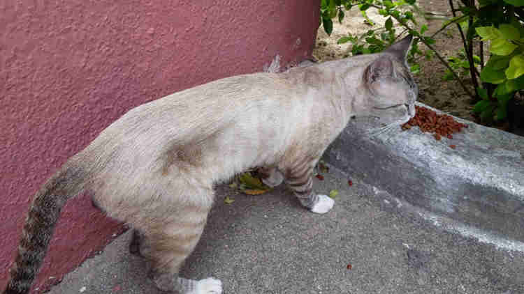 Dica #1 - Alimente os Animais de Rua
