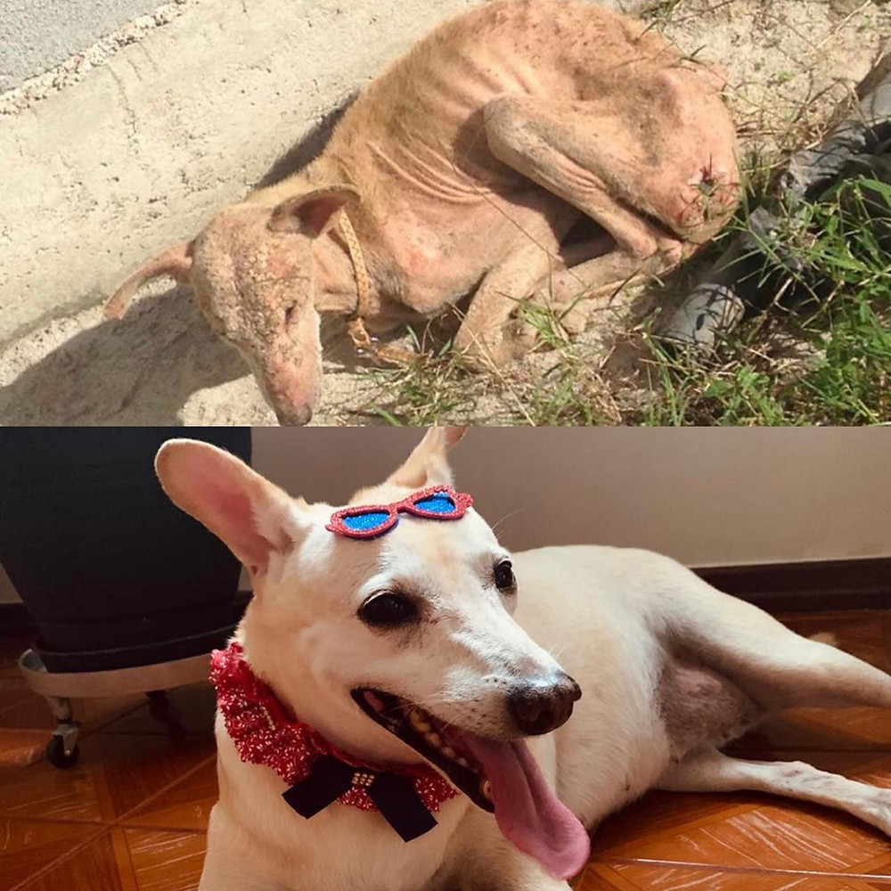 Cocada - cachorro resgatado - antes e depois