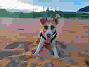 Leve seu cachorro para passear antes de ir trabalhar