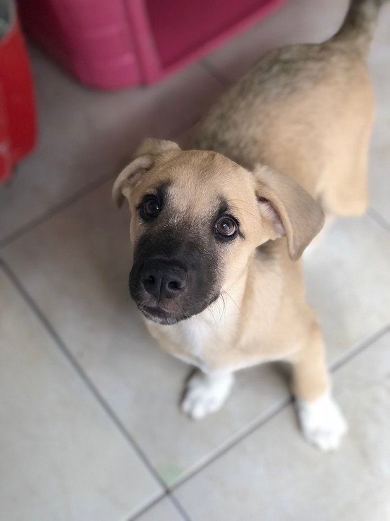 zeus_cachorro-para-adocao_patinhascarentes_05.jpeg