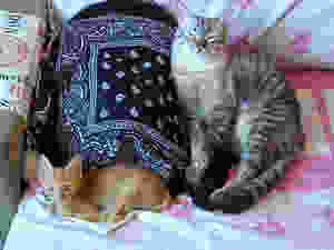 Dois gatos felizes
