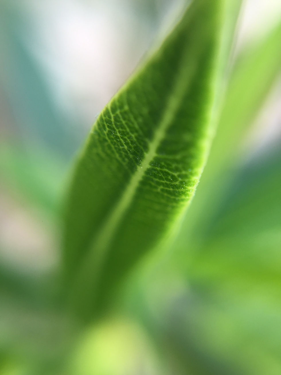 MexicoLeaf