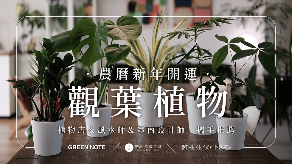 【點紙選物】新春開運觀葉植物