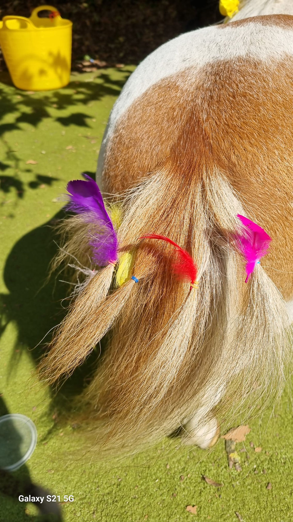 dude_tail_feathers