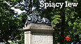 2021-02-16 Śpiący lew.jpg