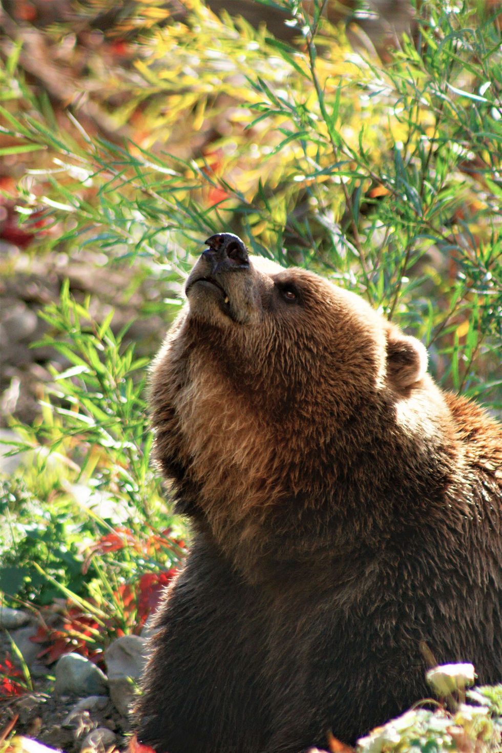 Brown Bear- Larissa Janzen