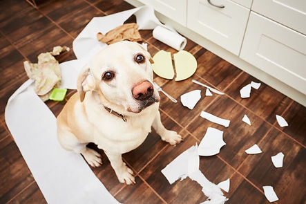 how-to-pet-proof-your-home.jpeg