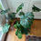 Thumbnail: Monstera Leaf Soap