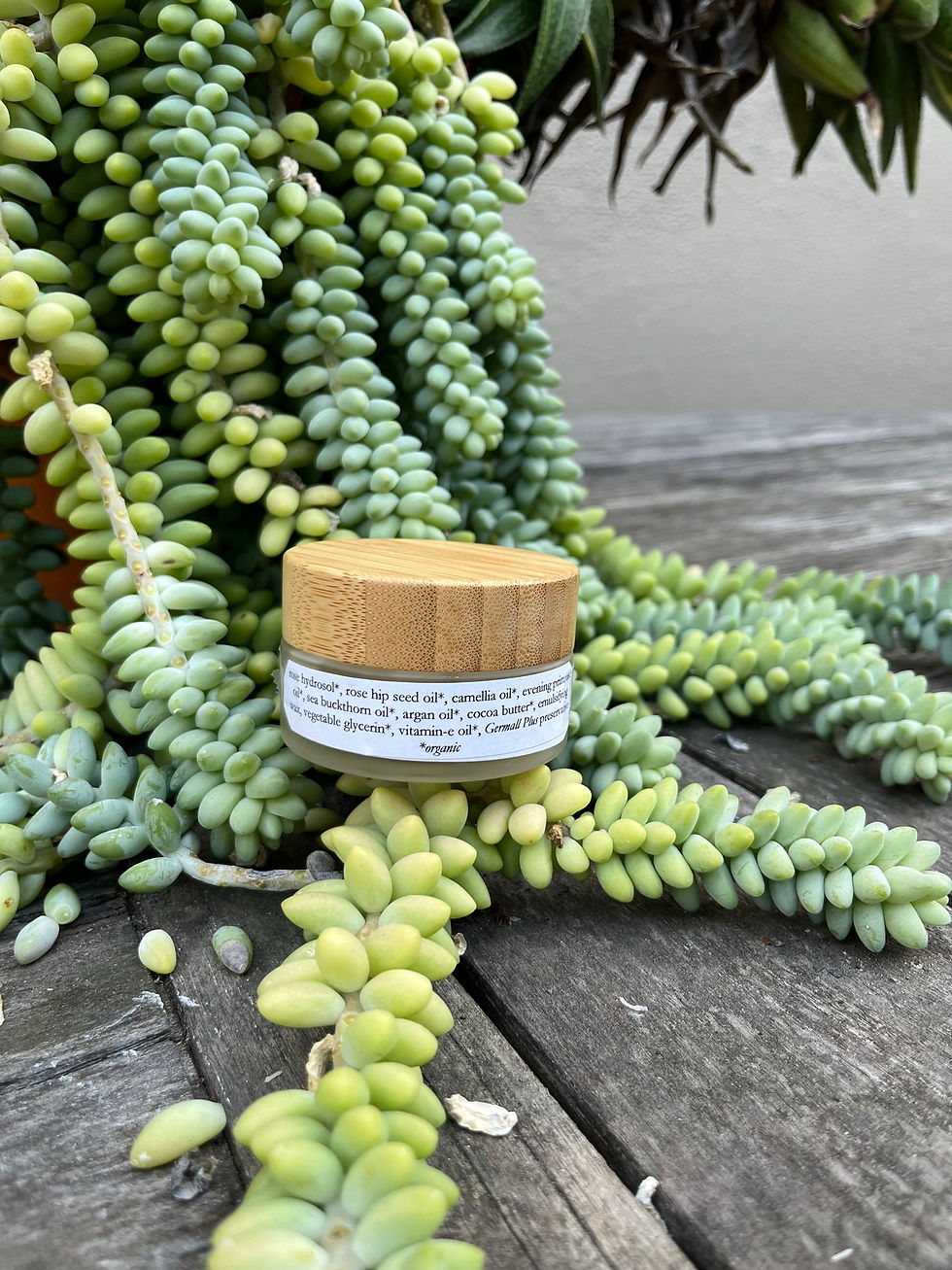Thumbnail: Single jar of Rosehip Face Cream jar on top of succulent