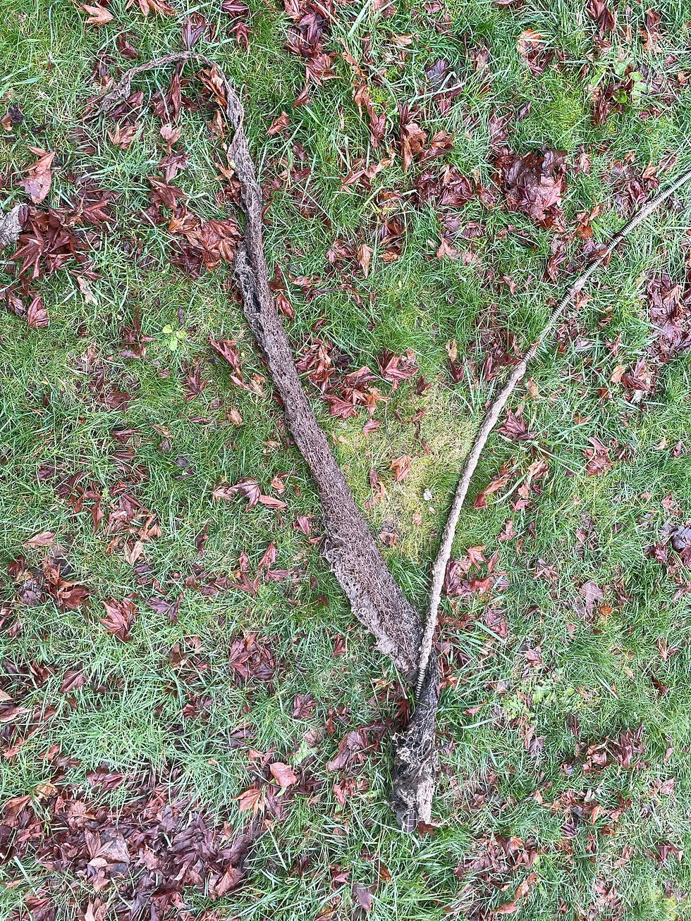Canyon Drain Cleaning: Salem’s Trusted Experts for Root Removal and Drain Cleaning