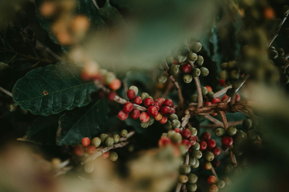 eduardo-gorghetto-vJ3KldG86Eo-unsplash_edited.jpg