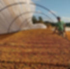 Thumbnail: Fazenda Guariroba pink bourbon