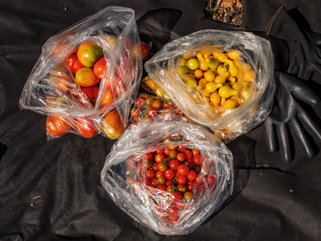 Sustainable Gardening Techniques for Healthier Produce with Nemas Gardens