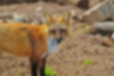 Pest Control Cumbria