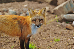 fuchs-wild-animal-predator-animal-world-158276