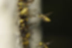 Pest Control Cumbria