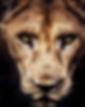 A lioness face coming out of darkness