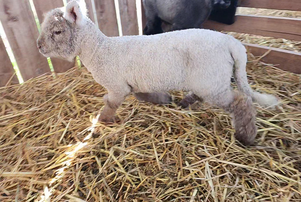 Ewe-Landa Small.jpg