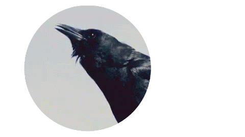 cirbeau-2.gif