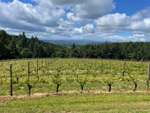 Winery Review: Iterum Wines