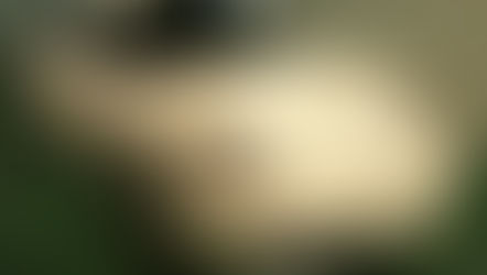 №36 ・ポルシェケイマン ・グラステックコート