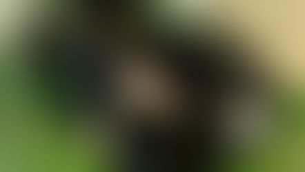 №22 ・ホンダフィット ・アークバリア21