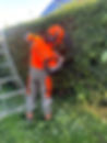 recent tree care and hedge cutting job in Mayfield