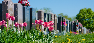 Pink tulips bloom in the foreground of a peaceful cemetery, with neatly arranged gravestones in the background