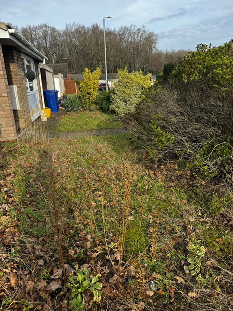 An untidy garden with an overgrown plantation