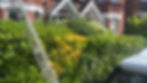 A ladder leans against lush greenery in front of a red-brick house