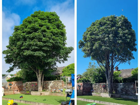 Comparison of a lush green tree before and after pruning, highlighting its maintained round shape
