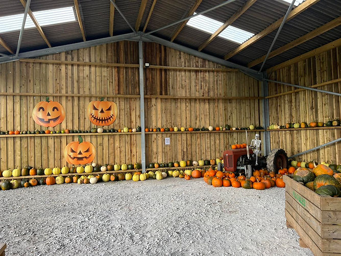Wooden barn interior with pumpkins, Halloween decorations, a skeleton, and a vintage red t