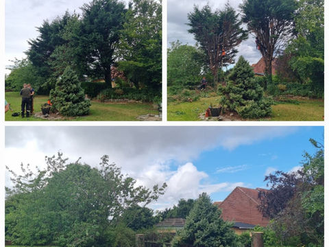A collage of garden tree trimming images with workers and trees of varying heights