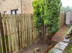 Wooden fencing with a small plant