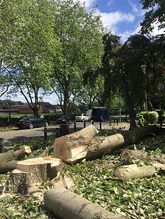 A garden street lined with green trees and stacked logs of wood