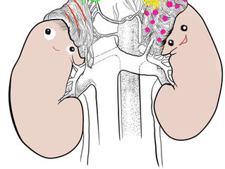 Happy Friday from the kidneys & their suprarenal party hats!