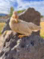Thumbnail: Suspected Pullet - B059