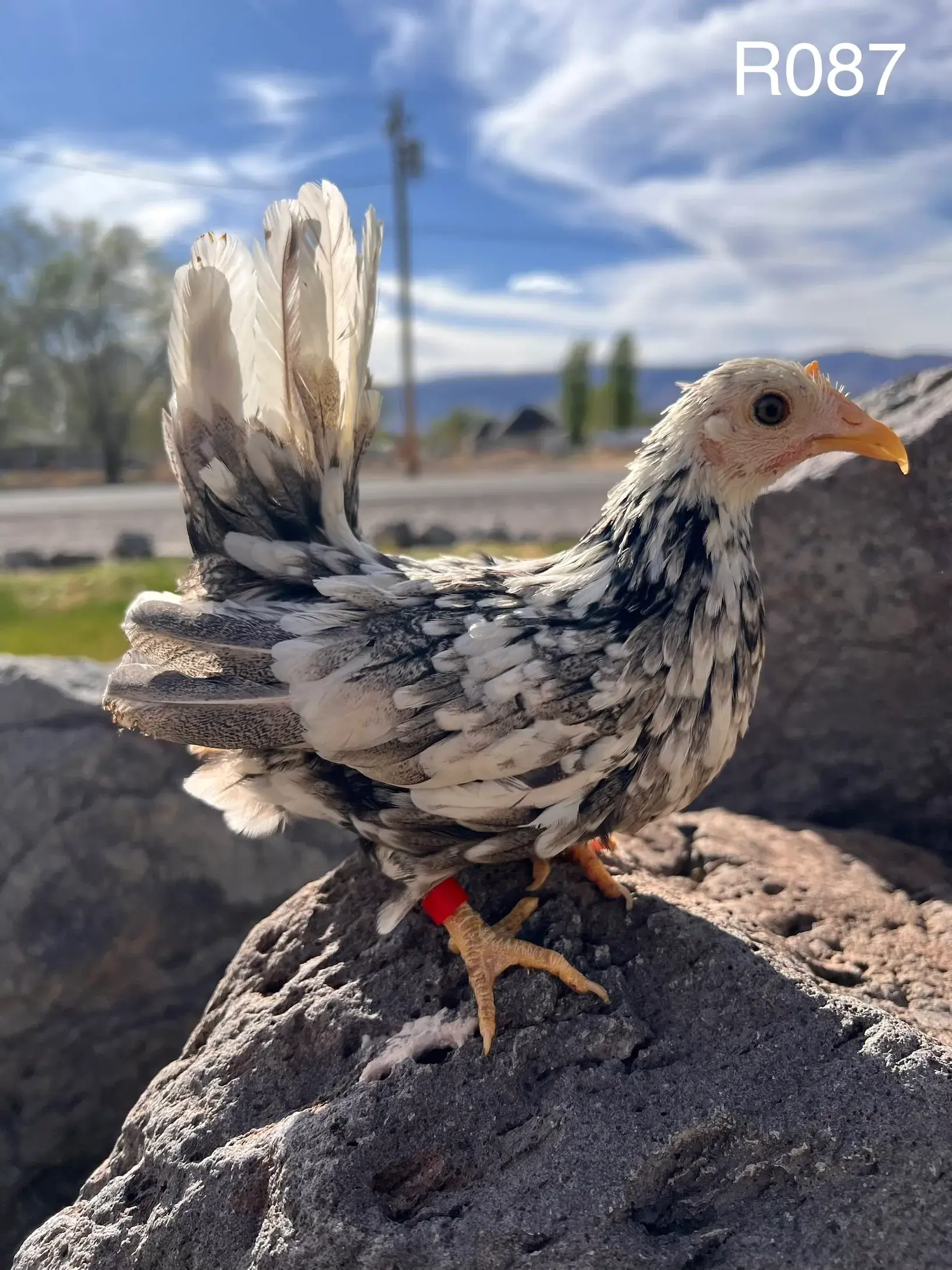 Suspected Pullet - R087