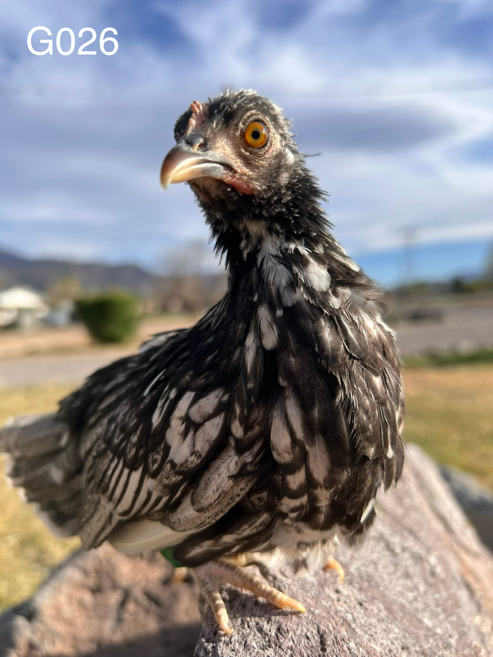 Suspected Pullet - G026