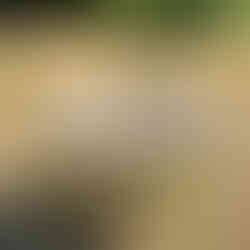 A weathered stone bird bath showing sings of age with chipped edges and a cracked surface, set against a backdrop of dry grass and distant hills.