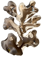 CORALES- TOT-01_edited.png