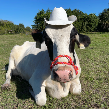 Kim, the Holstein Cow in a Cowboy Hat