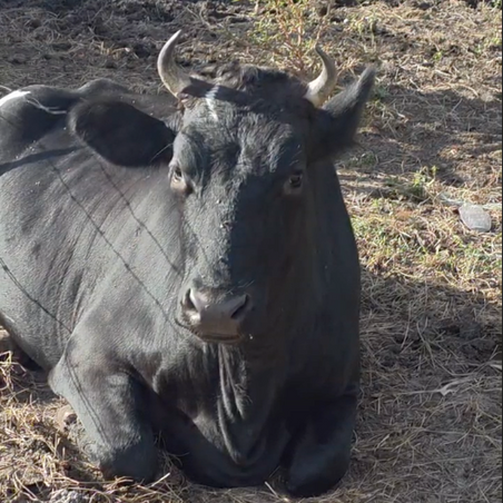 Jana, A holstein cow laying down