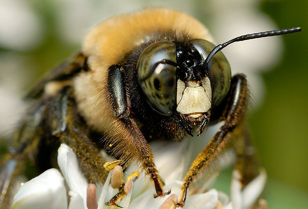 bee-up-close.jpg