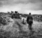 Herding