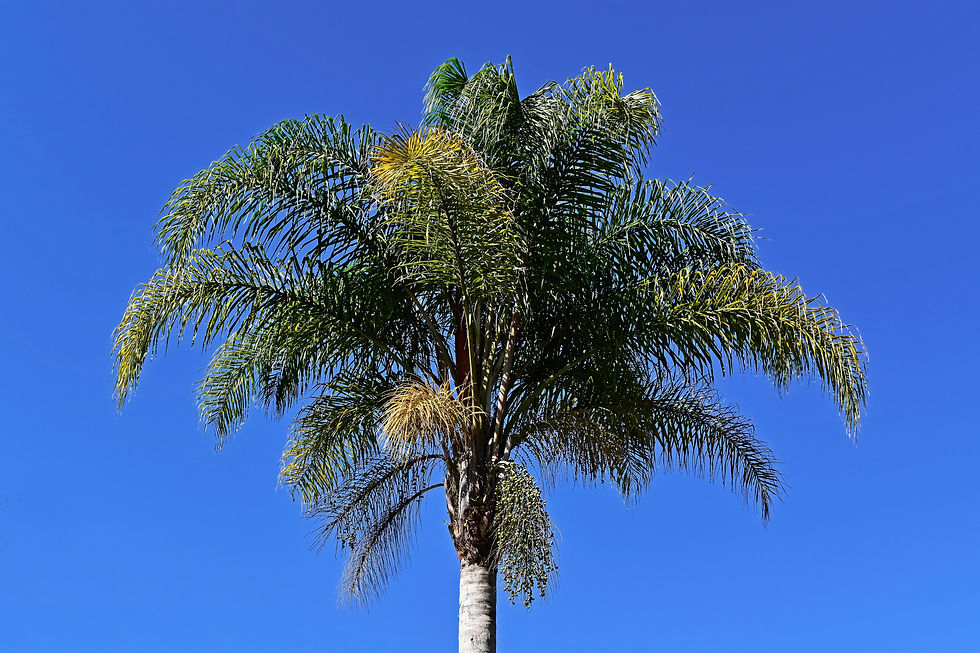 Queen Palms, Fusarium Wilt & What Spring Growth Is Telling Us