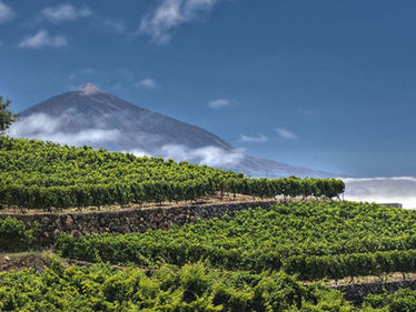 Canarian wines, the rebirth of the volcanic character
