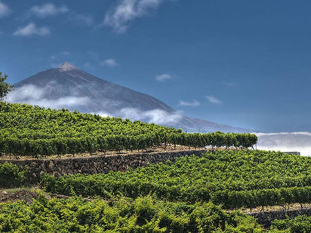 Canarian wines, the rebirth of the volcanic character